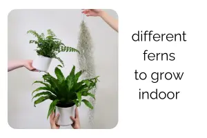 Different Types of Ferns Indoor That Instantly Make Your Home Lush
