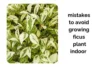 Ficus Plant Care Indoor: Mistakes You Must Avoid - Post Thumbnail
