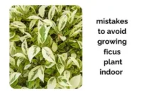 Ficus Plant Care Indoor: Mistakes You Must Avoid