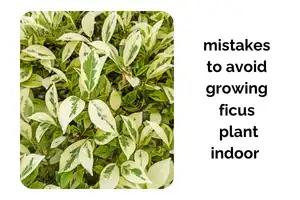 Ficus Plant Care Indoor: Mistakes You Must Avoid