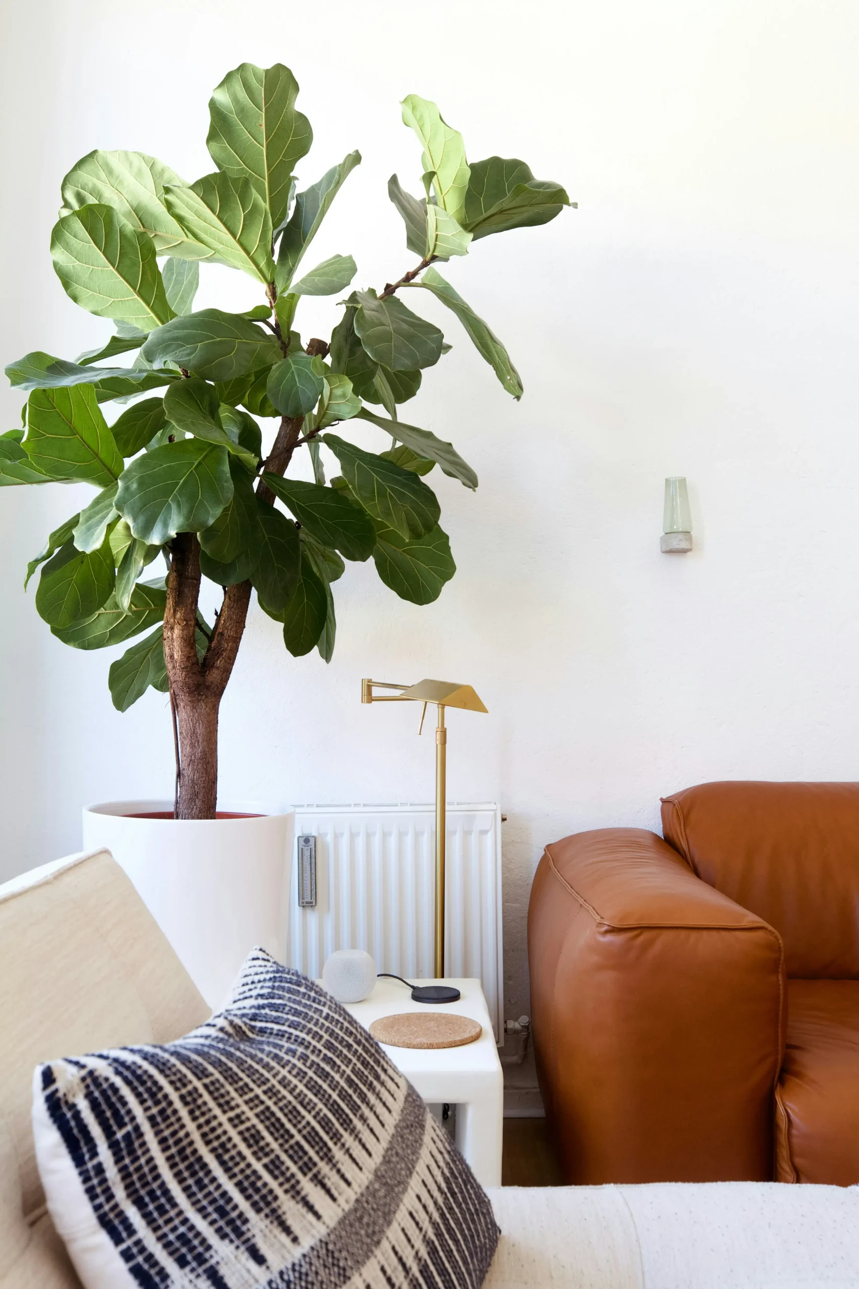 ficus