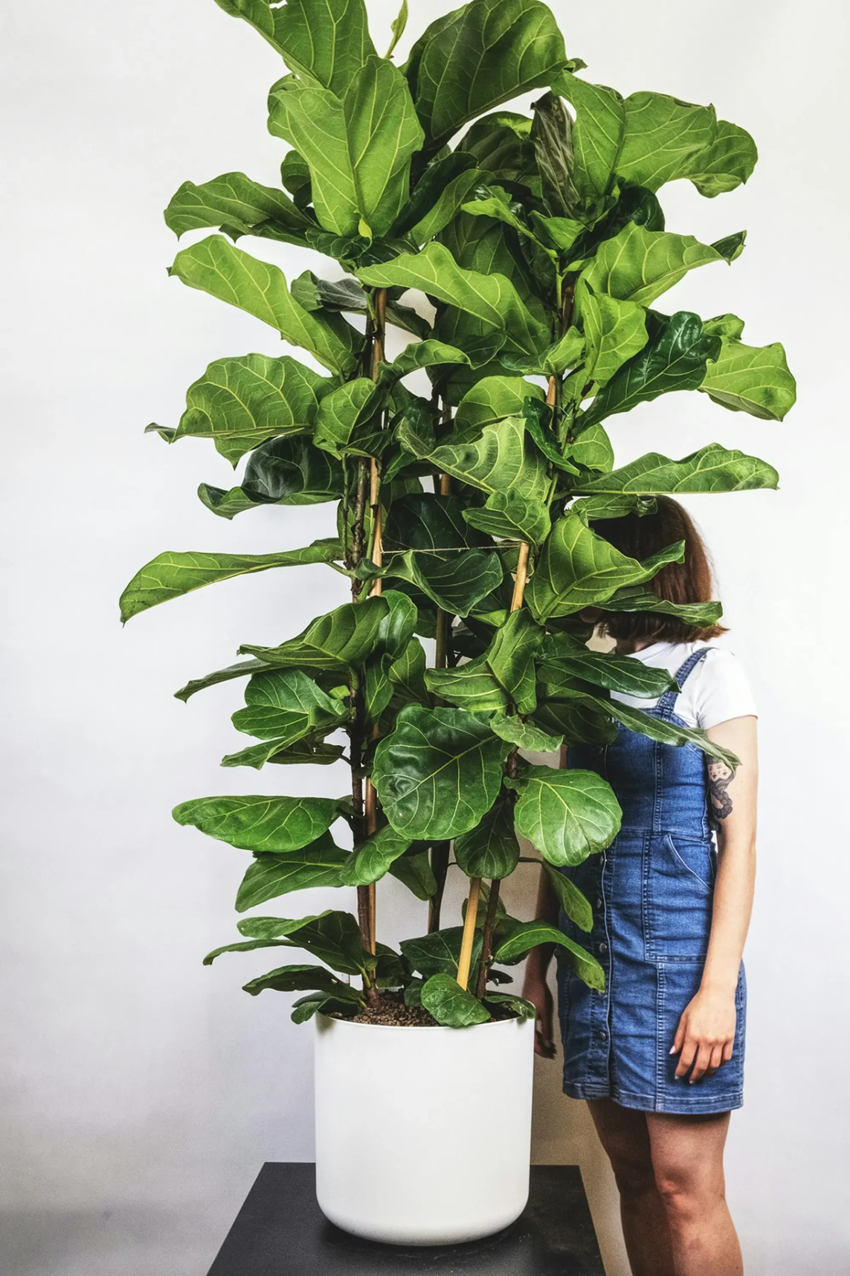 ficus