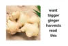 Want Bigger Ginger Harvests? Read This Guide - Post Thumbnail
