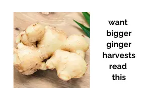 Want Bigger Ginger Harvests? Read This Guide