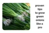 Grow Green Onions Indoors Like a Pro With These Proven Tips - Post Thumbnail