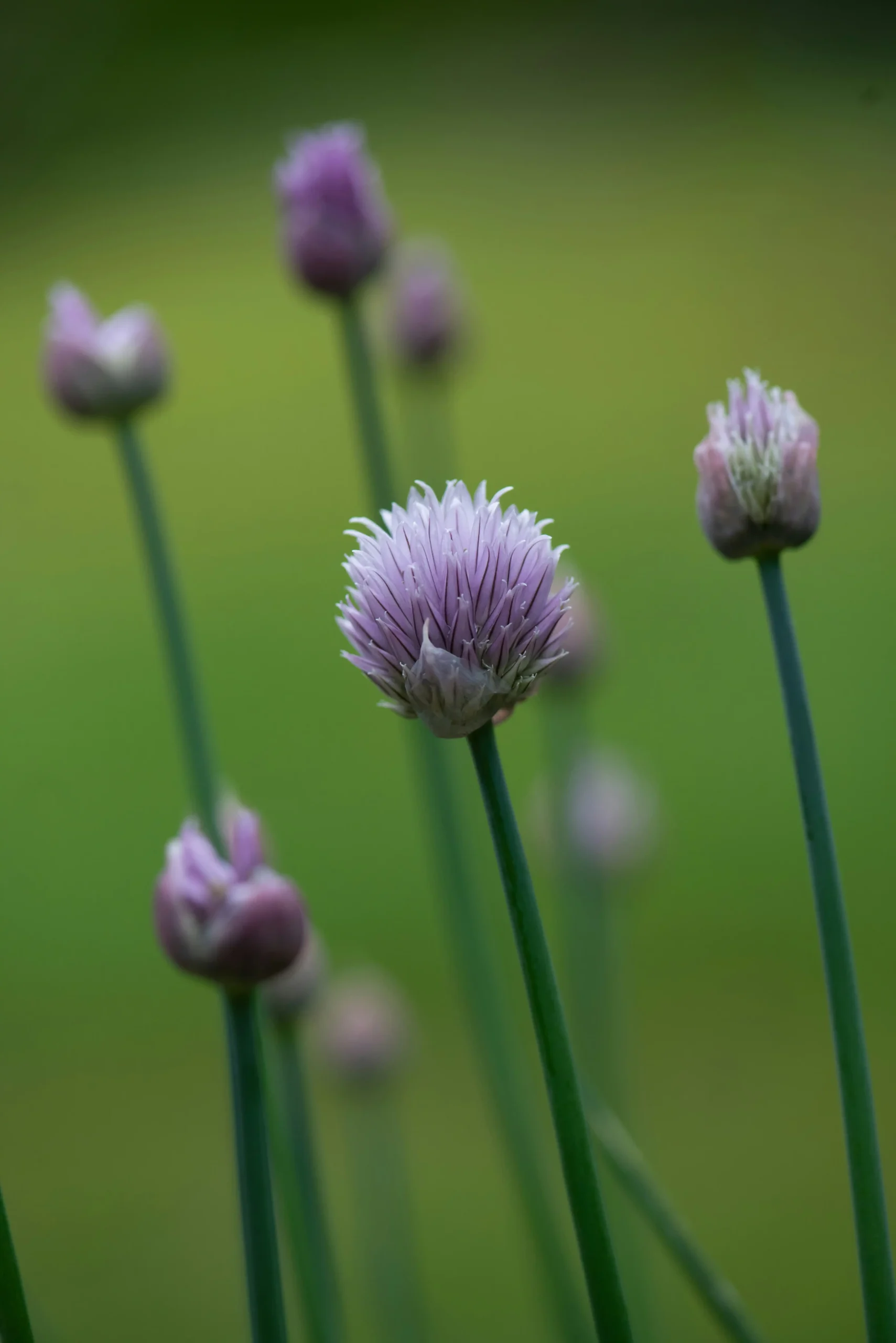 green onions