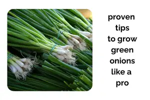 Grow Green Onions Indoors Like a Pro With These Proven Tips