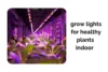 Top-Rated Grow Lights for Healthy Indoor Plants Year-Round - Post Thumbnail