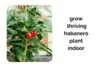 Grow a Thriving Habanero Plant Indoors with These Proven Care Tips - Post Thumbnail