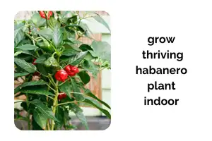 Grow a Thriving Habanero Plant Indoors with These Proven Care Tips