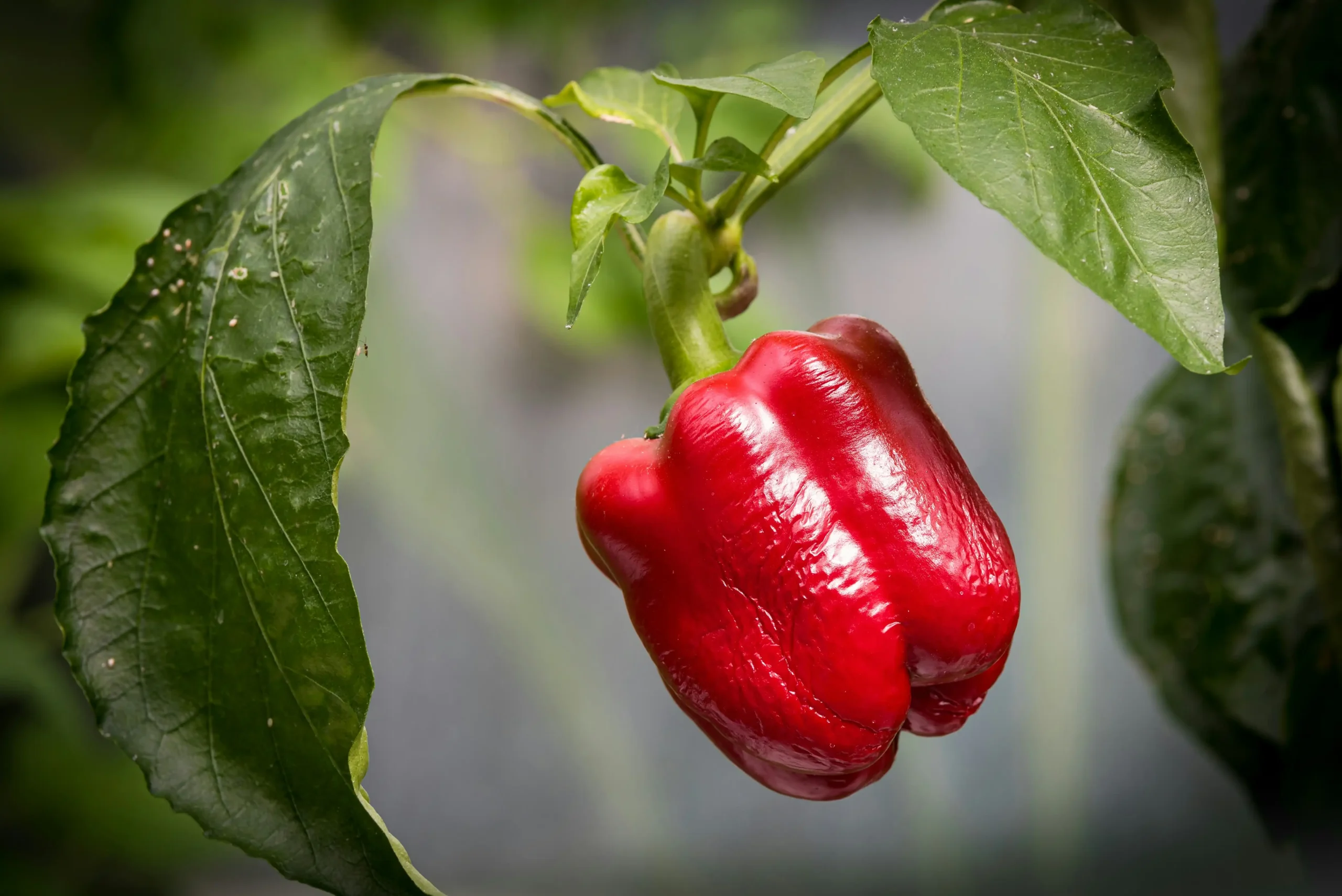 habanero 