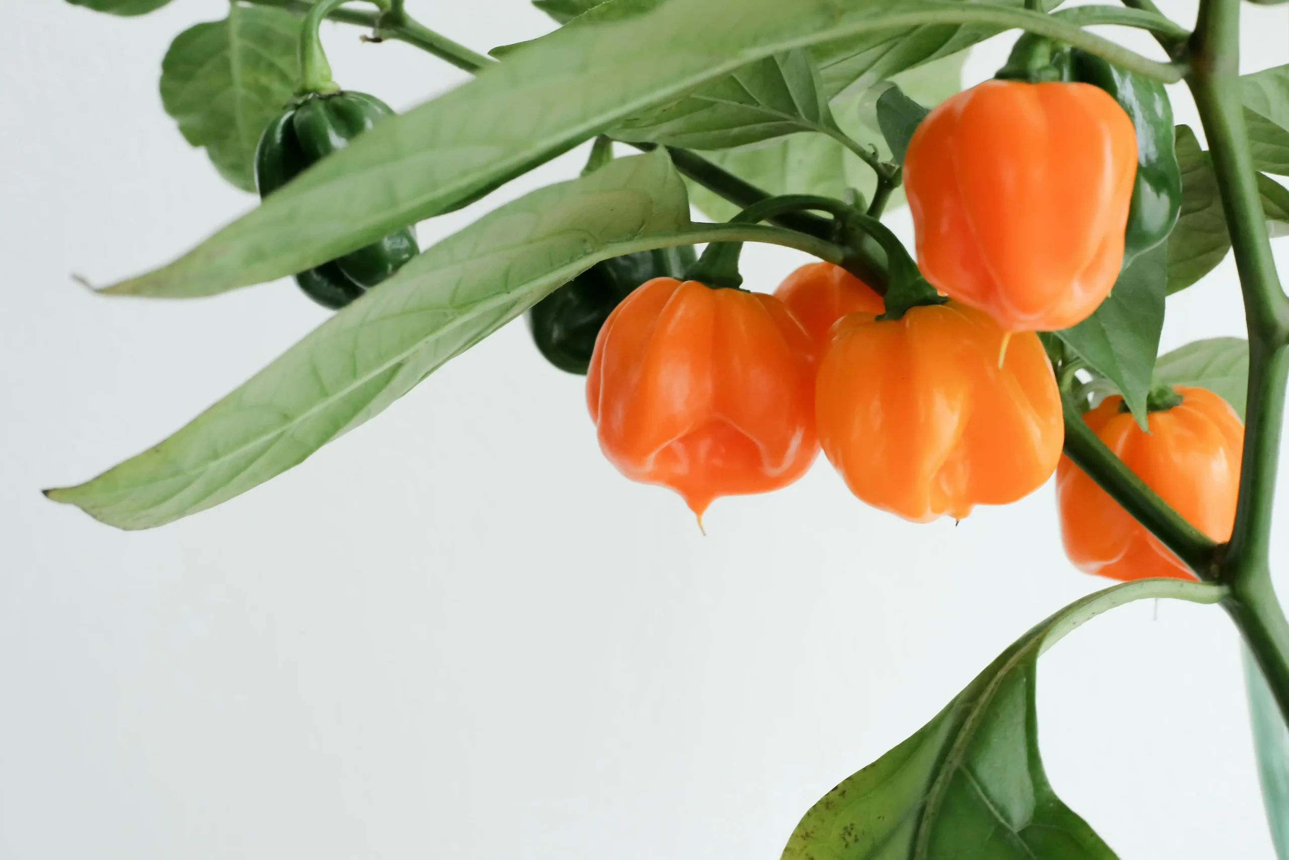 habanero 