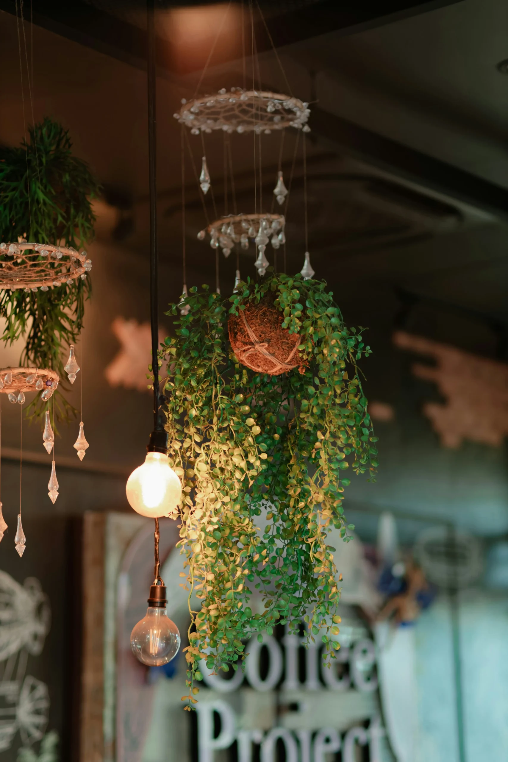 hanging baskets 