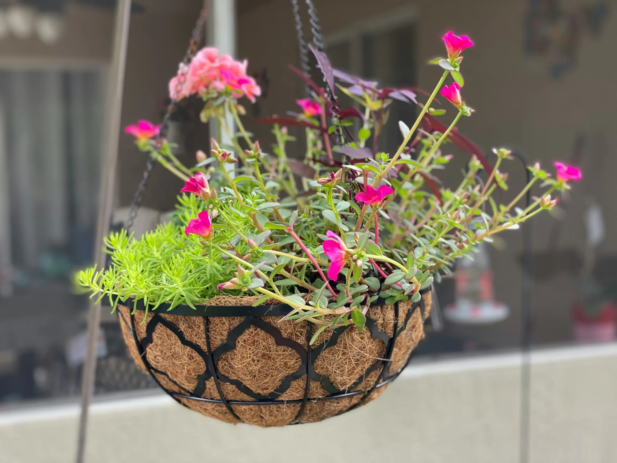 hanging baskets 