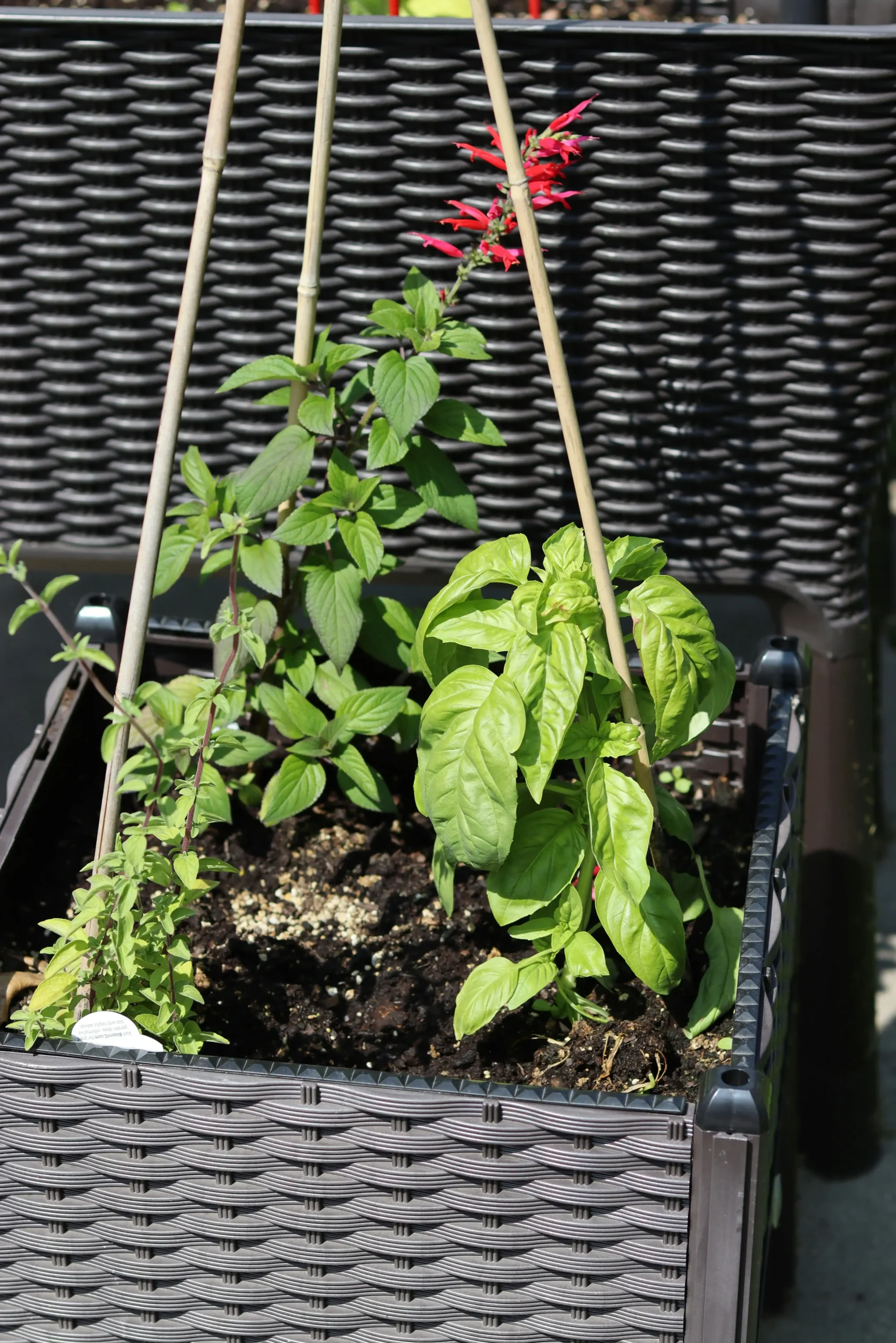 hanging herb planter