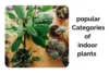 Types of Indoor Plants: Complete Guide to Popular Houseplant Categories - Post Thumbnail