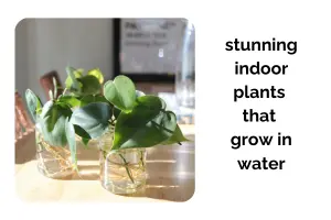 8 Stunning Indoor Plants That Grow in Water Without Soil