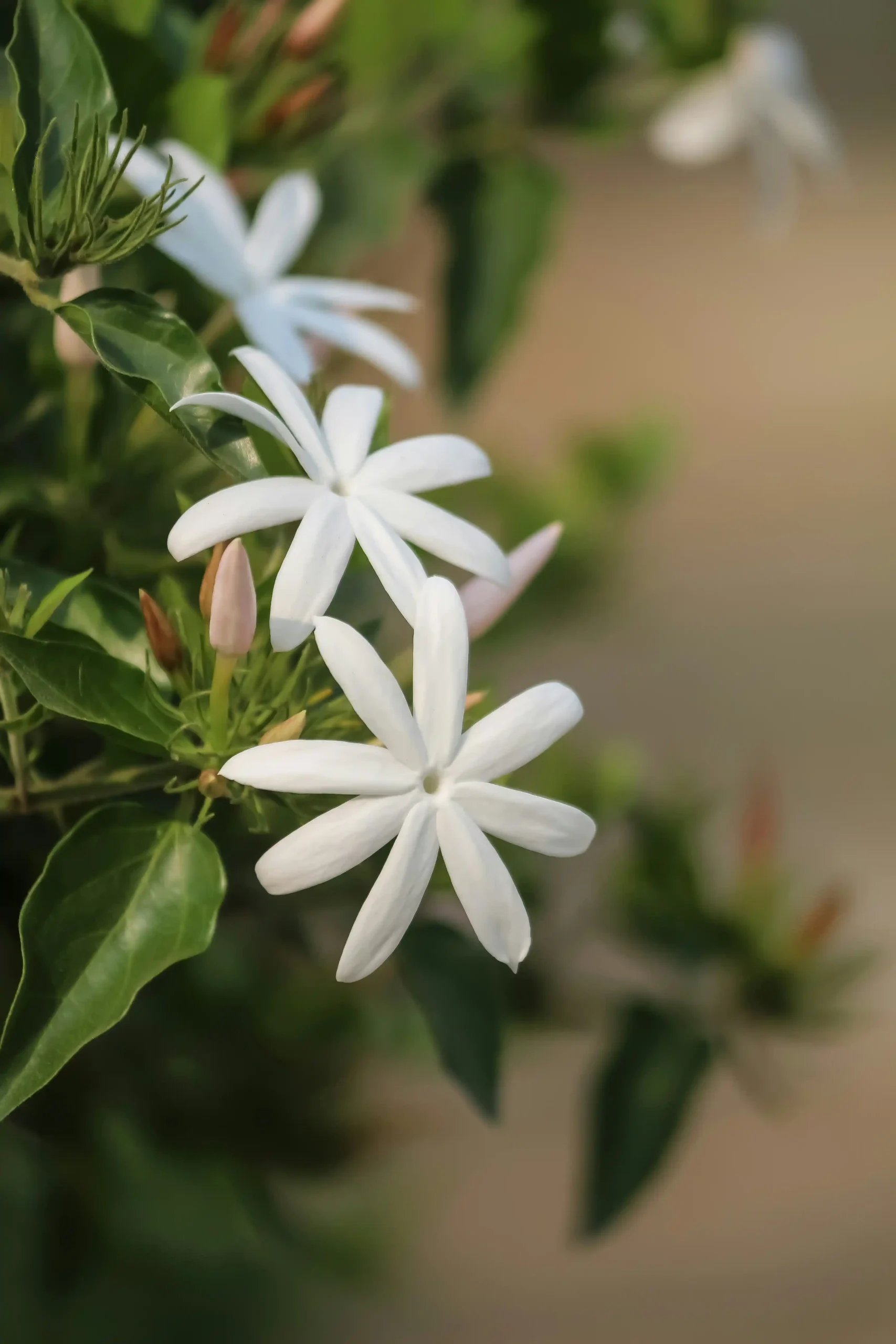 jasmine