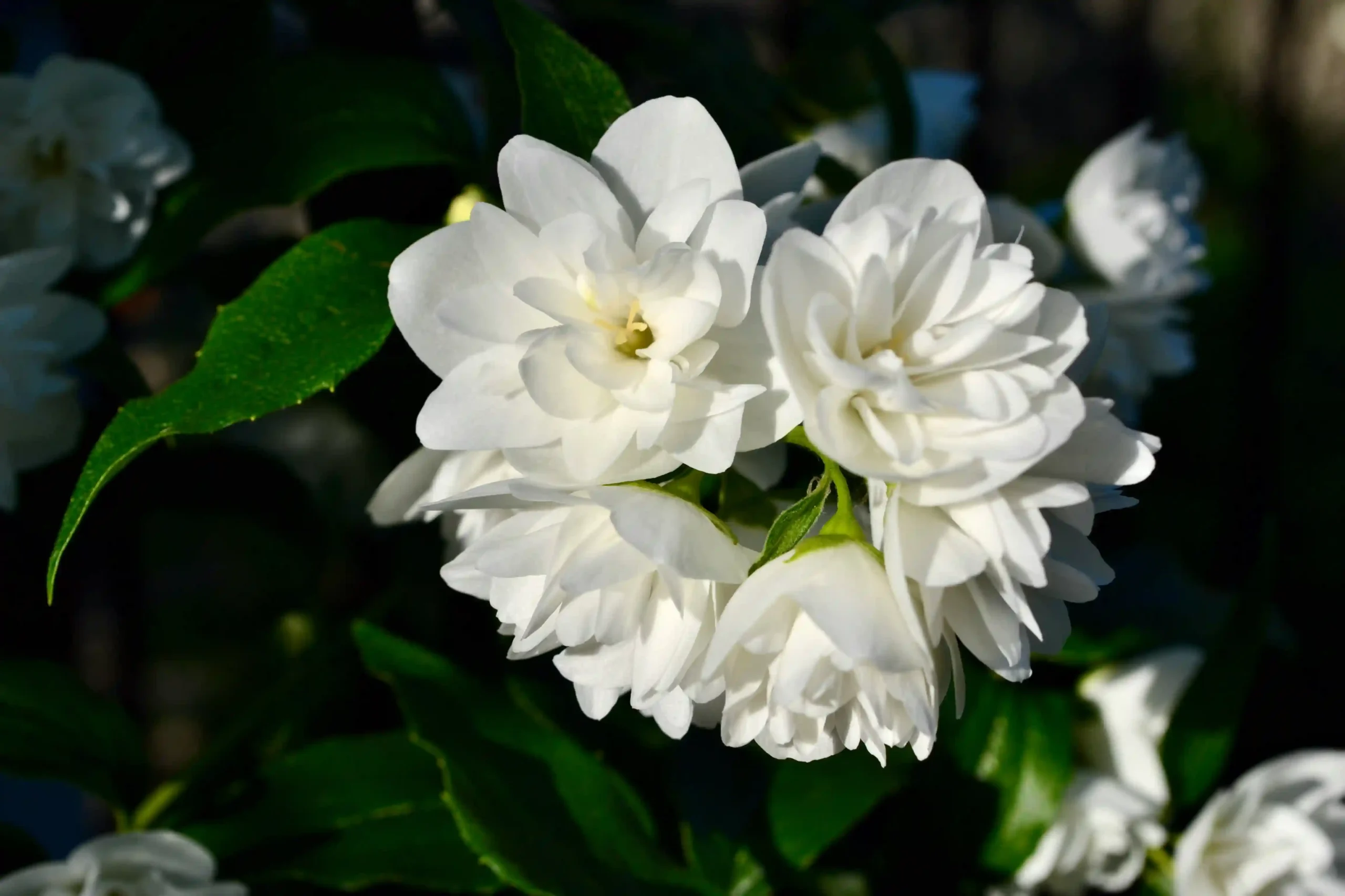 jasmine