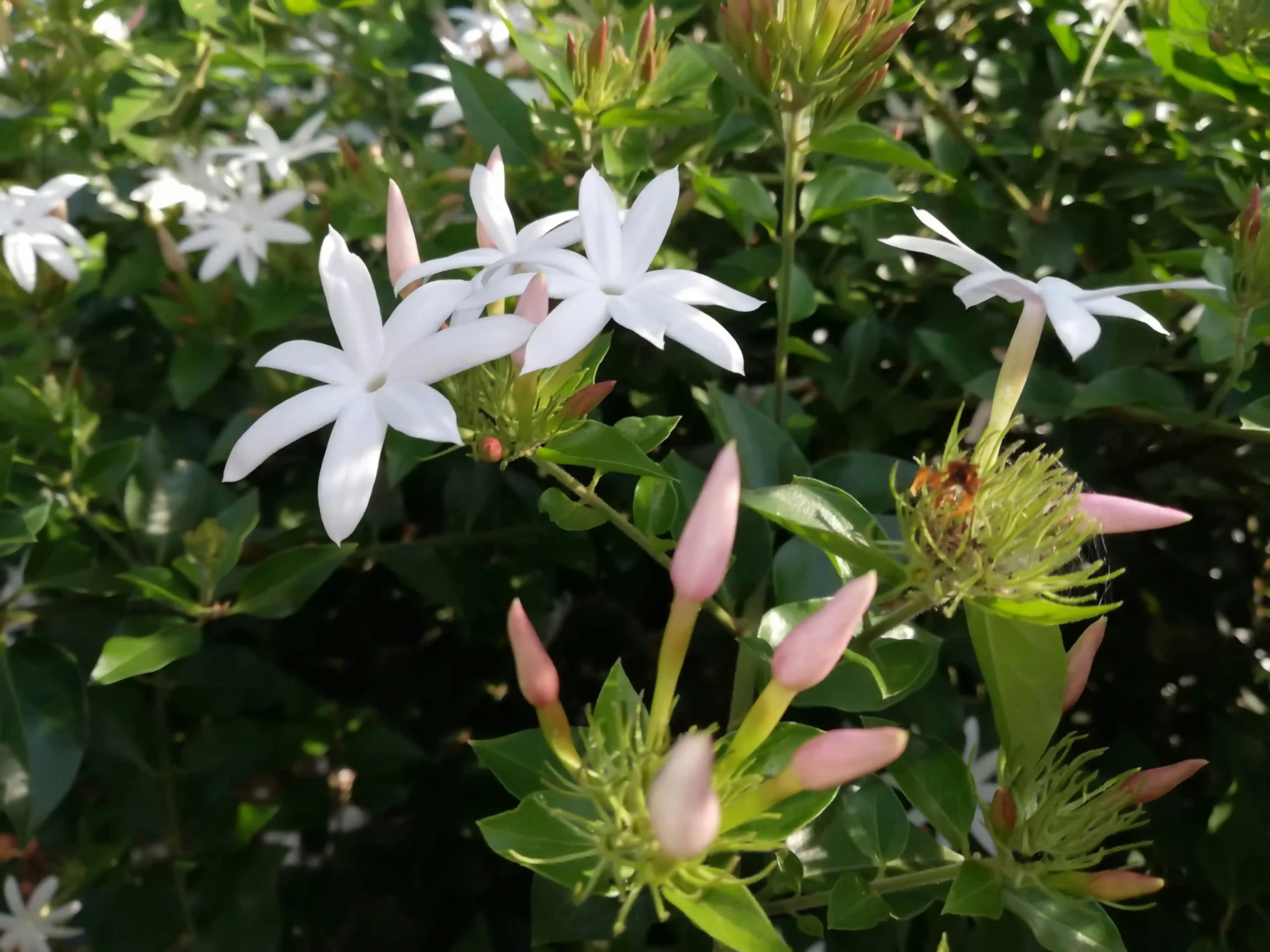 jasmine