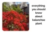 Indoor Kalanchoe Plant Care: Everything You Should Know - Post Thumbnail