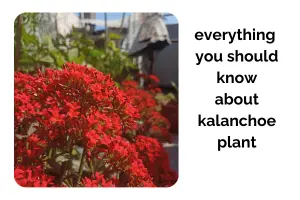 Indoor Kalanchoe Plant Care: Everything You Should Know