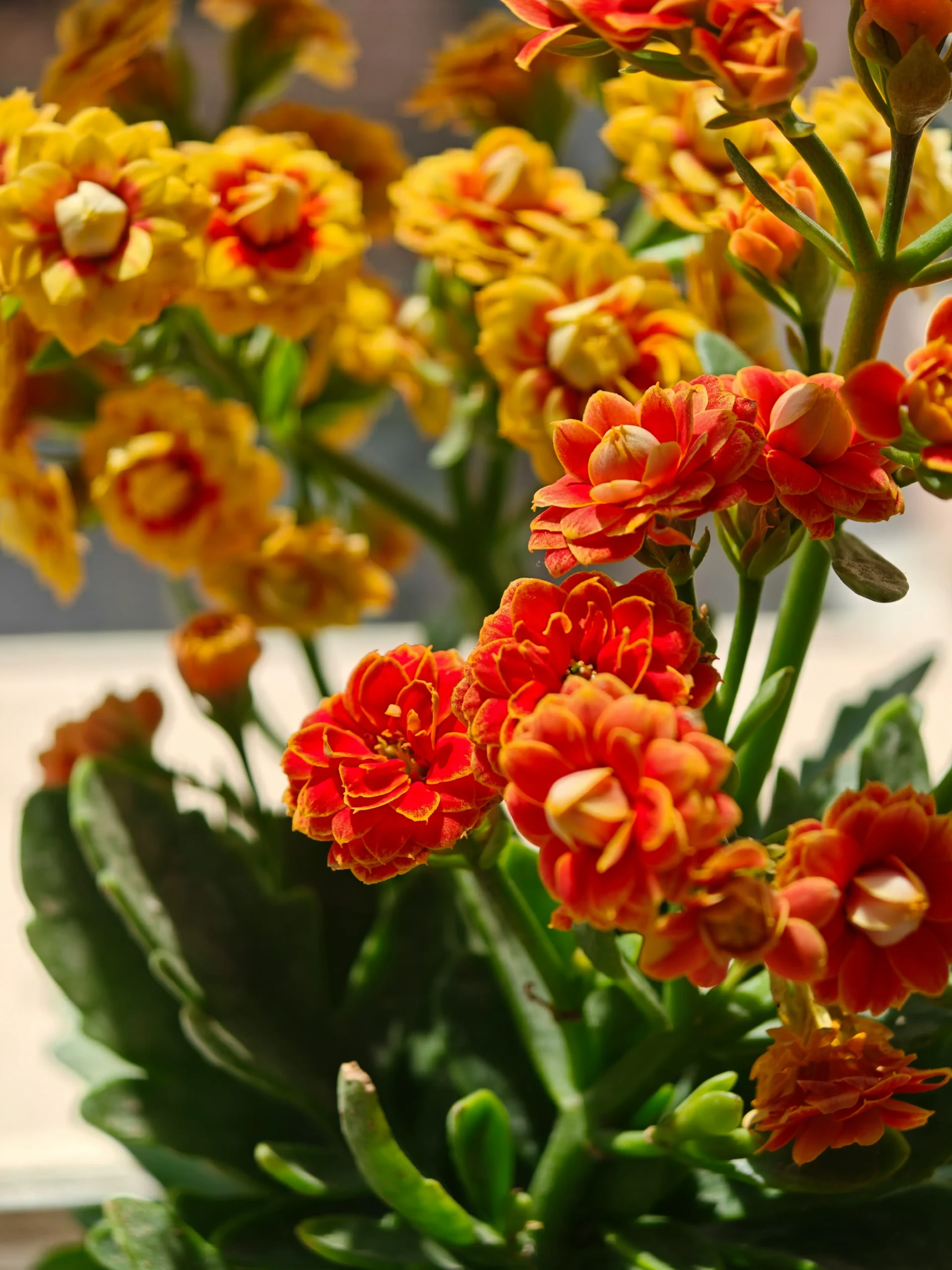 kalanchoe