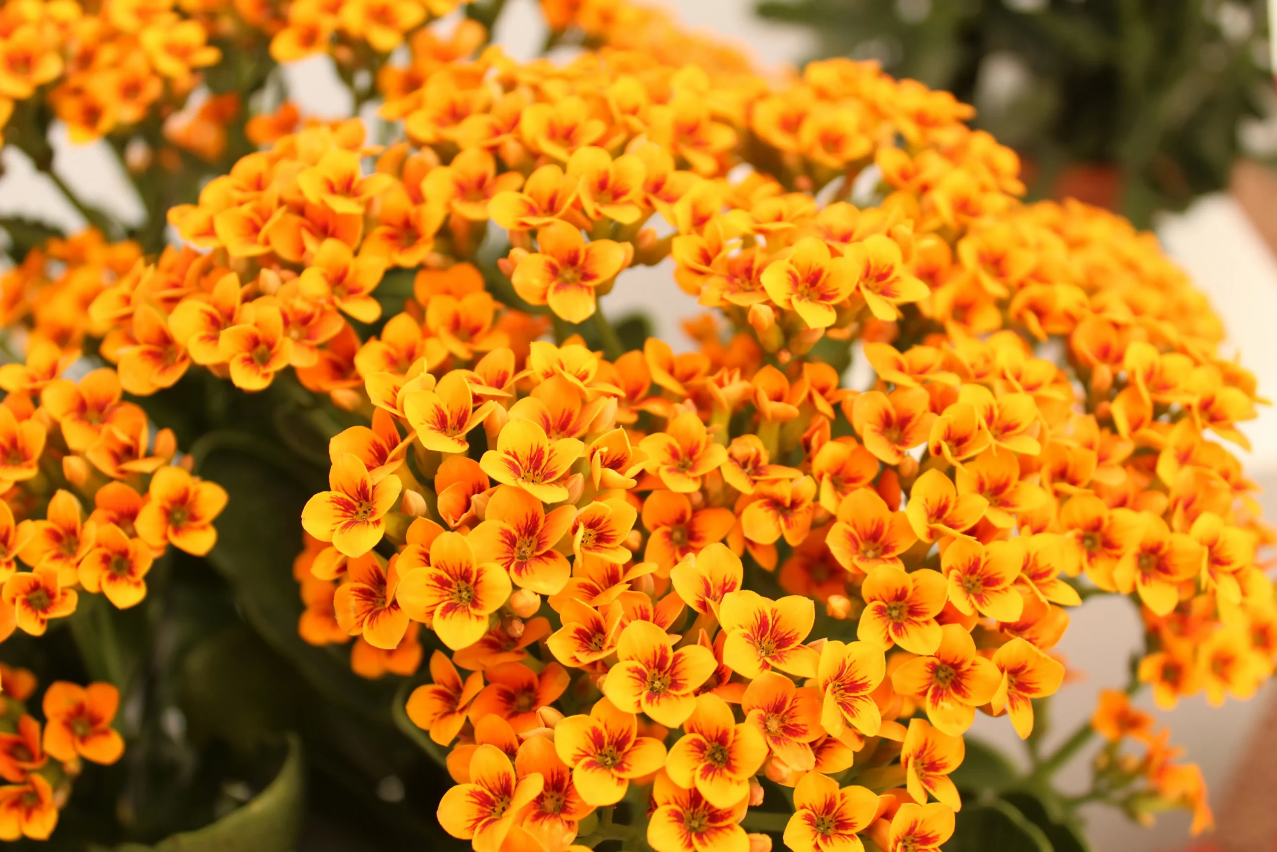 kalanchoe
