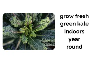 How to Grow Kale Indoors: A Complete Guide for Fresh Greens Year Round