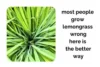 Most People Grow Lemongrass Wrong Here's the Better Way - Post Thumbnail