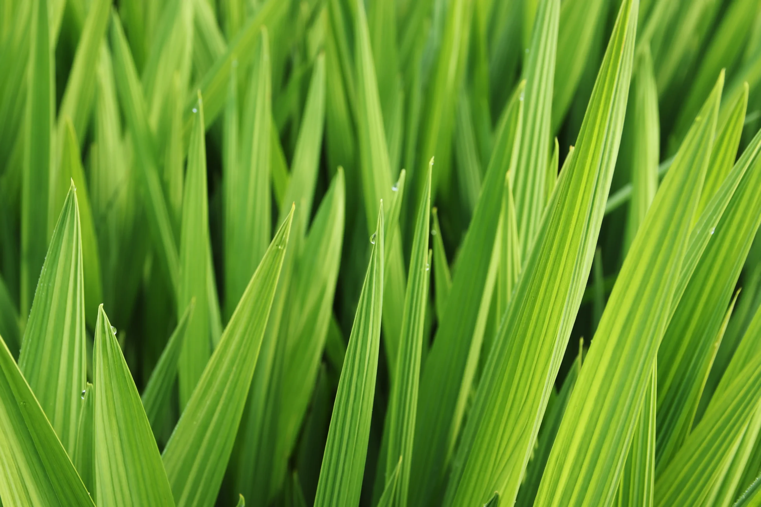 lemongrass