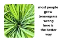 Most People Grow Lemongrass Wrong Here’s the Better Way