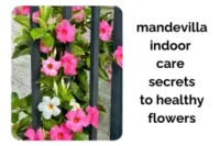 Mandevilla Indoor Care: Secrets to Healthy Leaves and Flowers