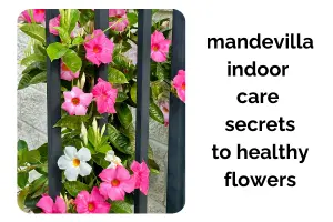 Mandevilla Indoor Care: Secrets to Healthy Leaves and Flowers