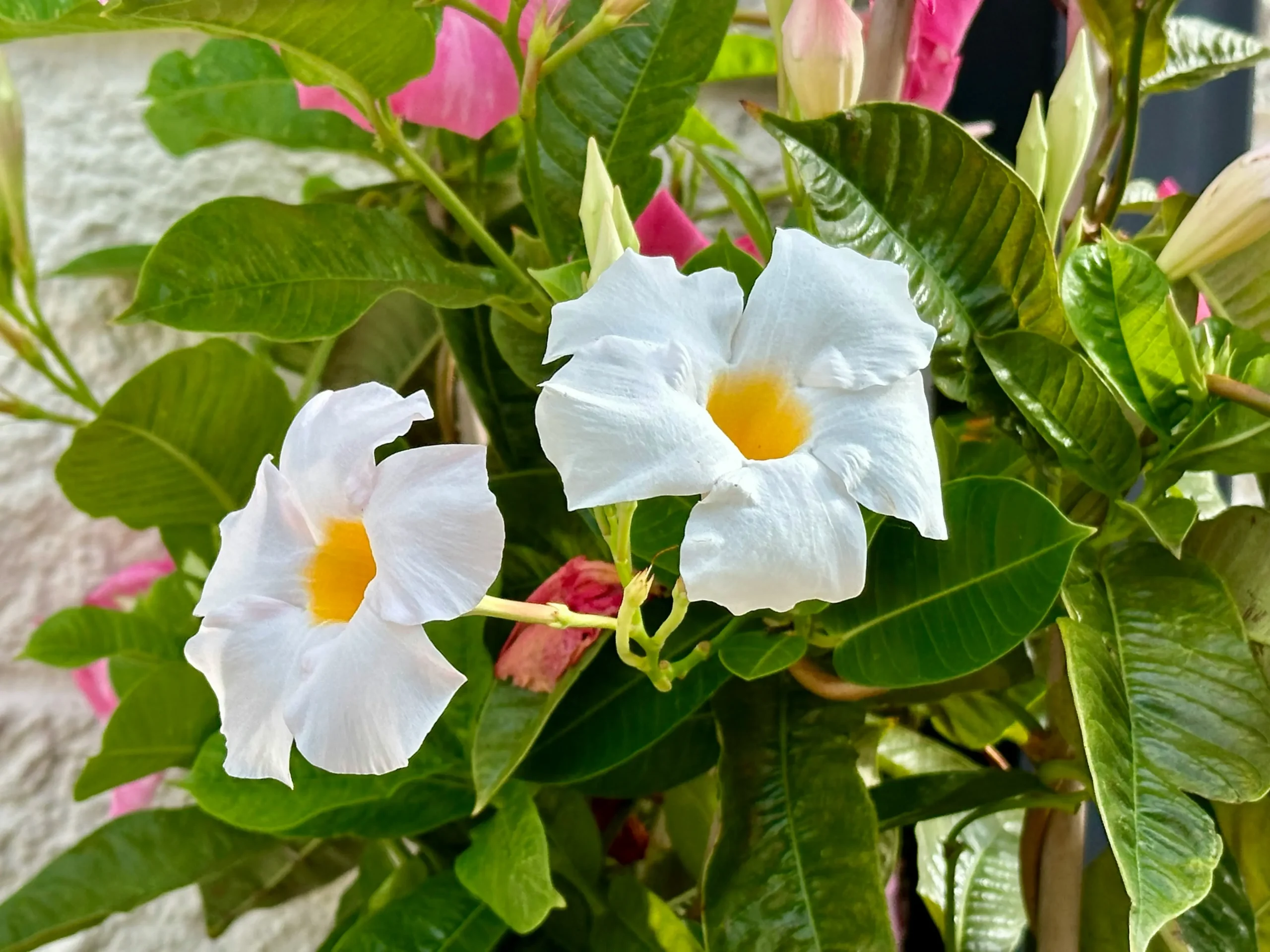 Mandevilla
