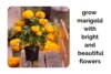 Grow Indoor Marigolds With Bright and Beautiful Flowers - Post Thumbnail