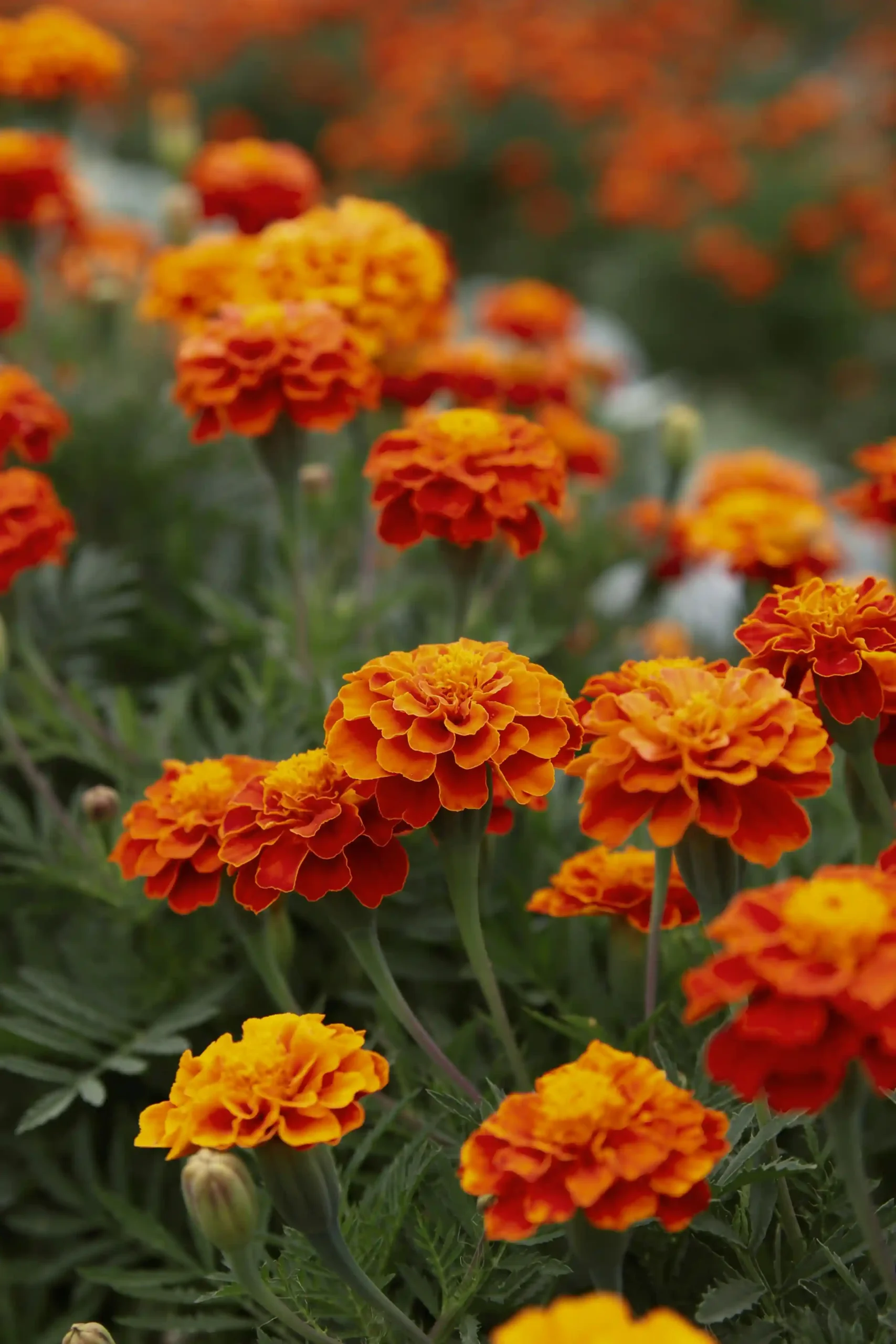 marigold