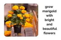 Grow Indoor Marigolds With Bright and Beautiful Flowers