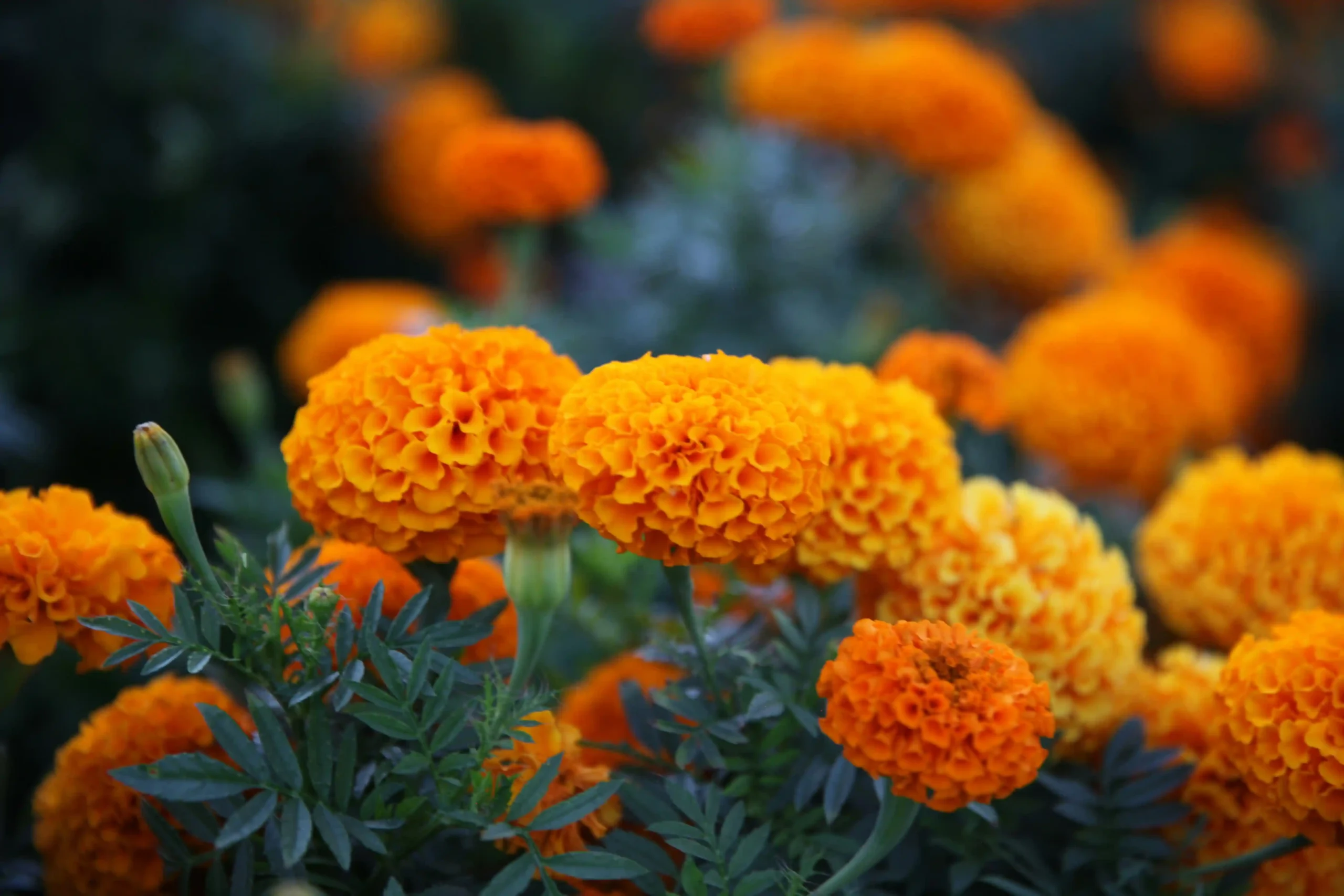 marigold