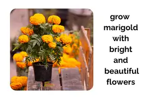 Grow Indoor Marigolds With Bright and Beautiful Flowers