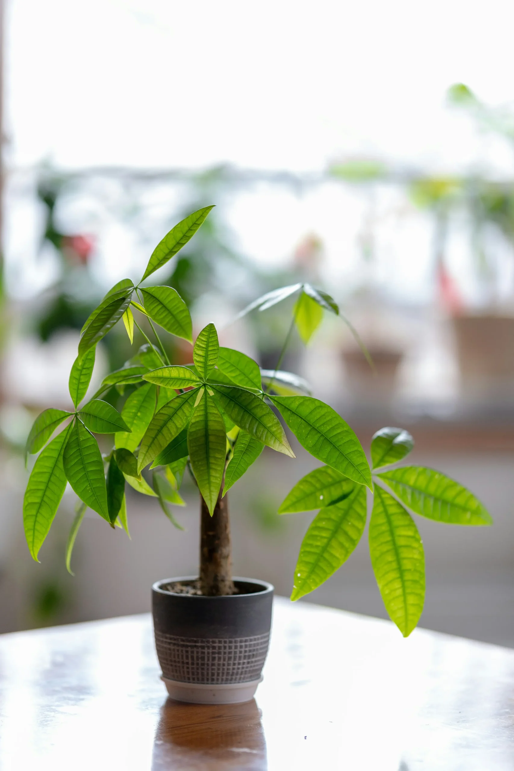 money tree
