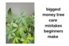 The Biggest Money Tree Care Mistakes Beginners Make - Post Thumbnail