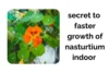 Growing Nasturtiums Indoors: Secrets to Faster Growth and More Flowers - Post Thumbnail