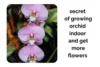The Secret to Growing Orchids Indoors and Getting More Flowers - Post Thumbnail