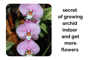 The Secret to Growing Orchids Indoors and Getting More Flowers