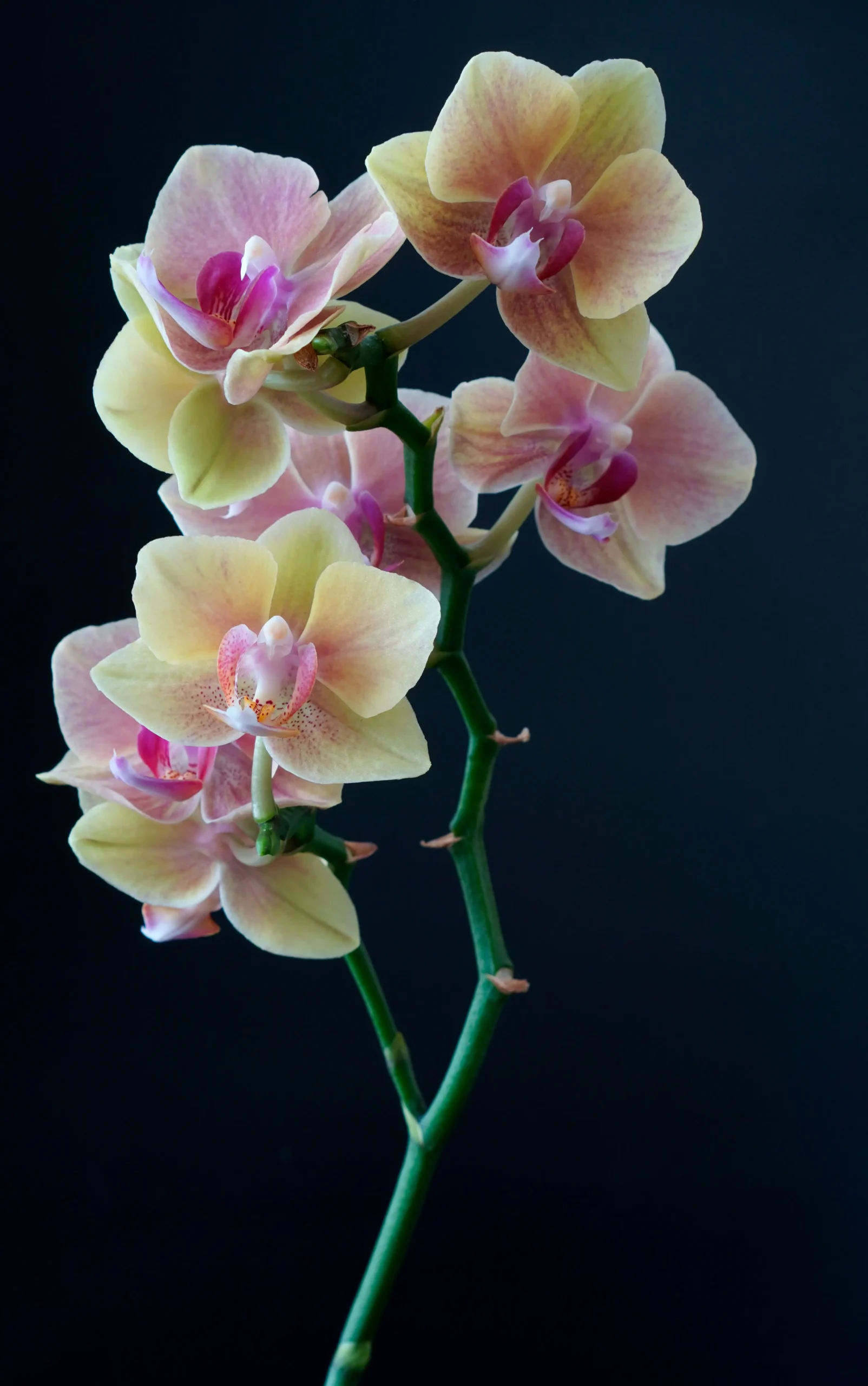 orchids 