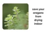 Why Your Oregano Keeps Dying Indoors and How to Save It - Post Thumbnail