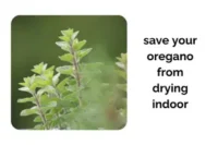 Why Your Oregano Keeps Dying Indoors and How to Save It