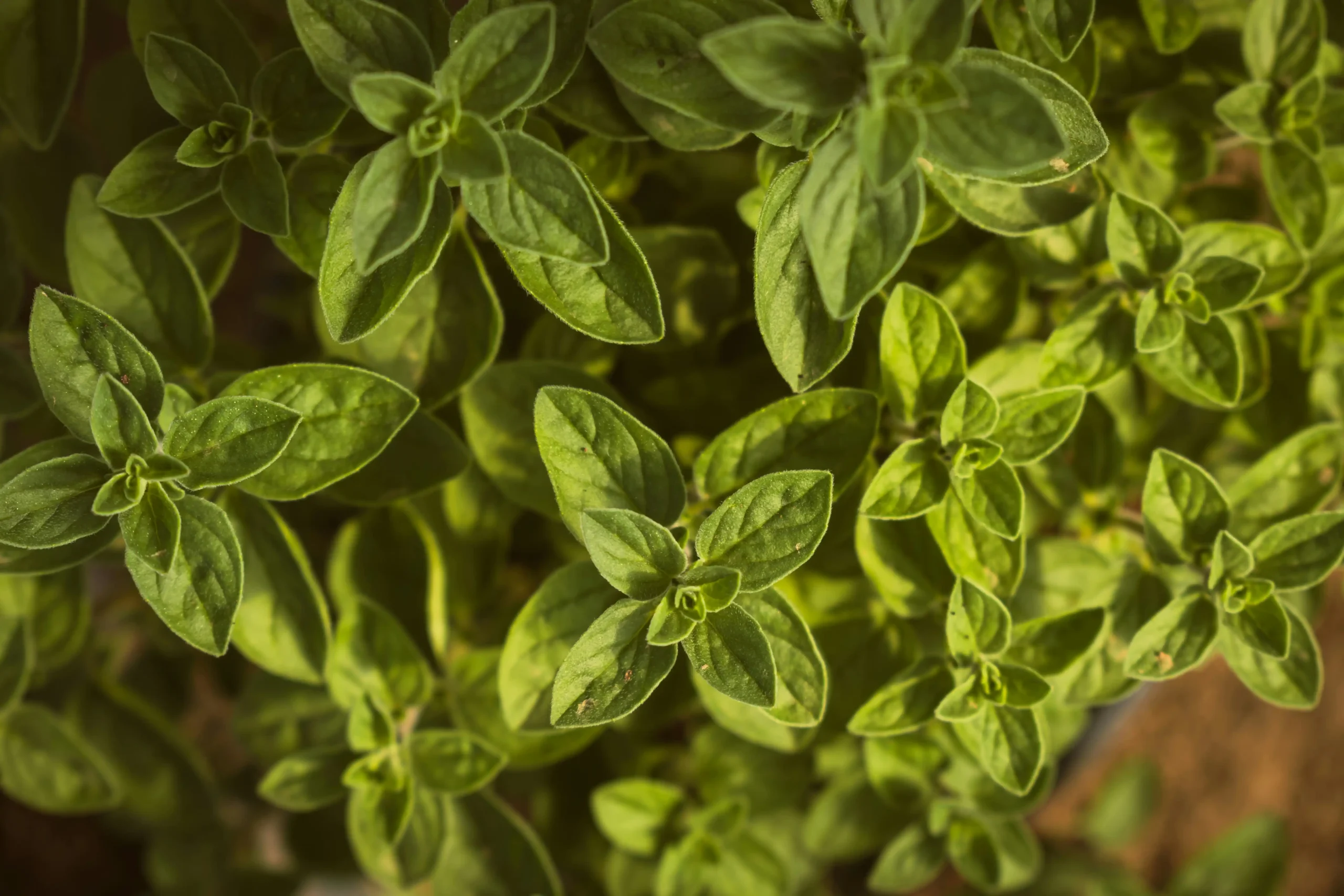 oregano