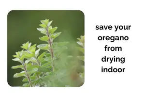 Why Your Oregano Keeps Dying Indoors and How to Save It